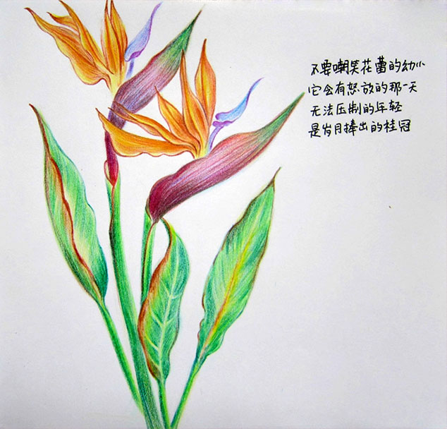 天堂鸟 我的彩铅画